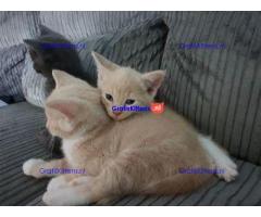 Russian kitten