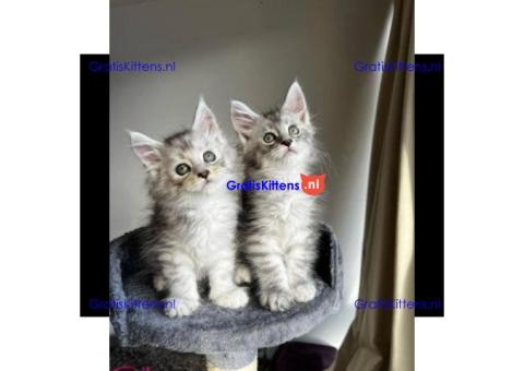 Maine Coon kitten