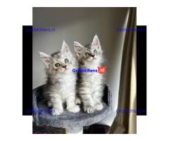 Maine Coon kitten