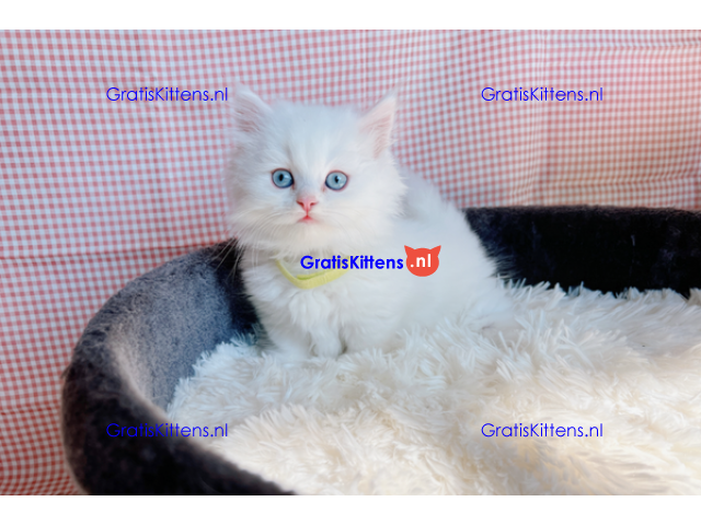 Ragdoll Kittens.