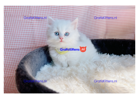 Ragdoll Kittens.