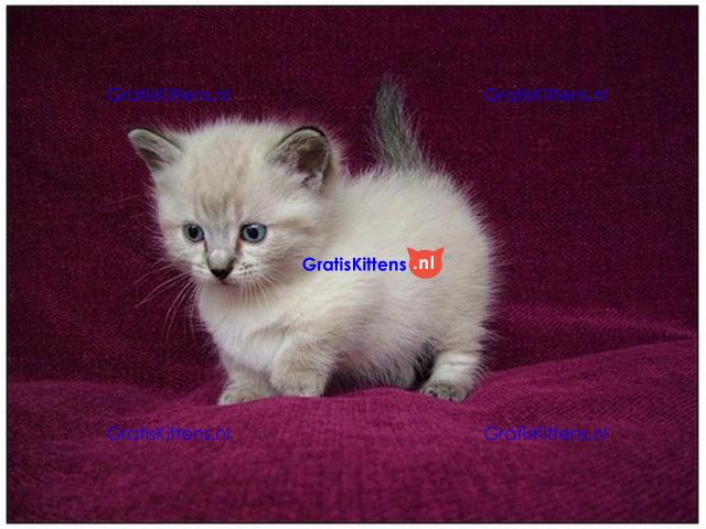 Ragdoll Kittens.