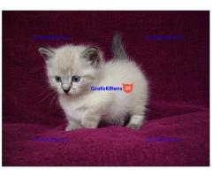 Ragdoll Kittens.