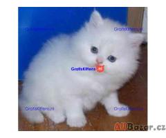 Perzische kittens ter adoptie