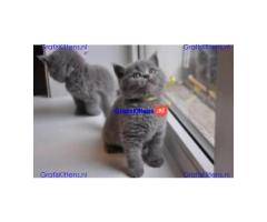 Britse Korthaar/Scottish Fold Blauw en Lilac kitten