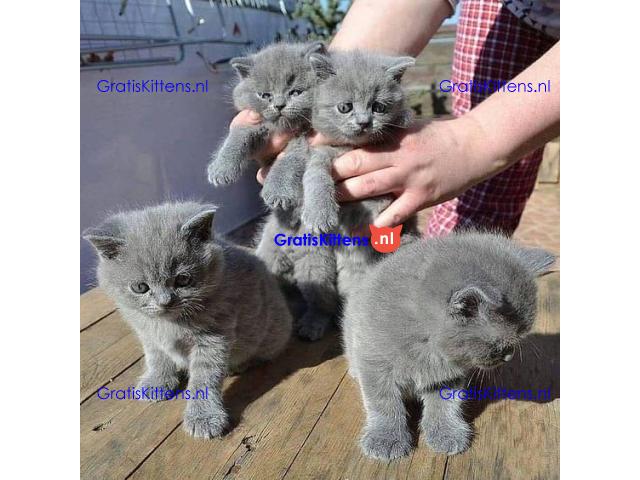 Britse Korthaar/Scottish Fold Blauw en Lilac kitten