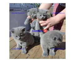 Britse Korthaar/Scottish Fold Blauw en Lilac kitten