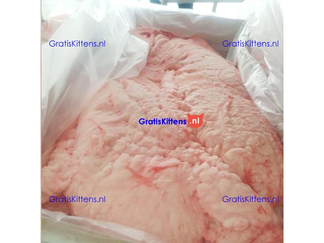 Wholesale Lamb Tail Fat sheep tail fat for sale