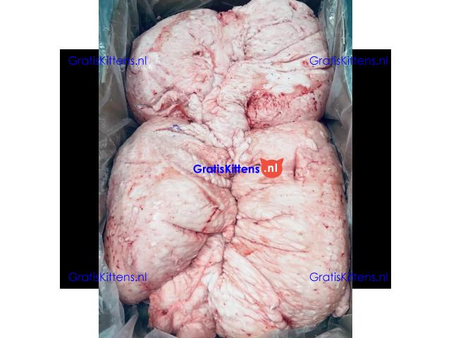 Halal sheep tail fat lamb fat tail for sale