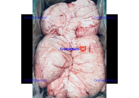 Halal sheep tail fat lamb fat tail for sale
