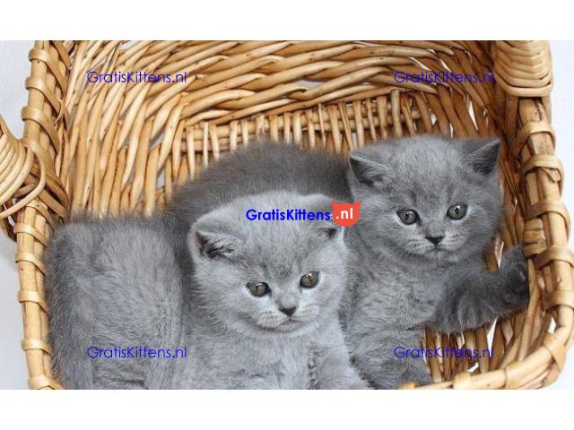 x Britse kortharige kitten