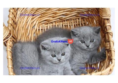 x Britse kortharige kitten