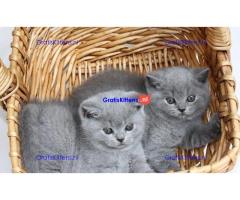 x Britse kortharige kitten