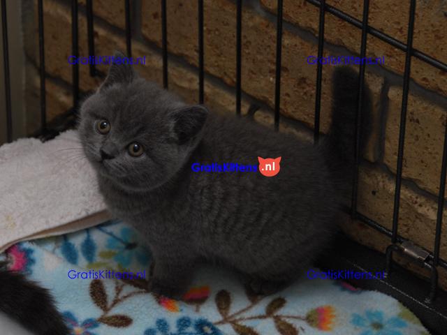 x Britse kortharige kitten