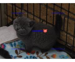 x Britse kortharige kitten