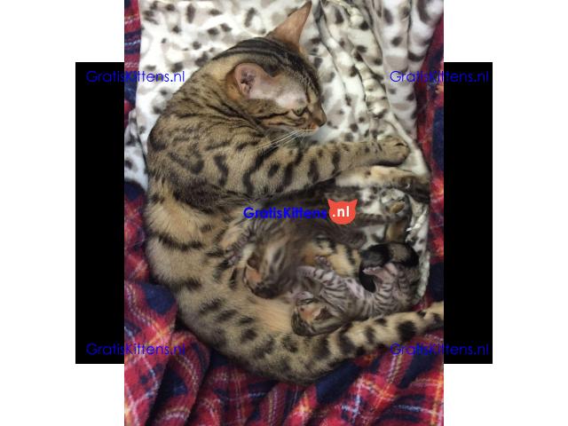 Een prachtig nestje van zeven Bengaalse kittens