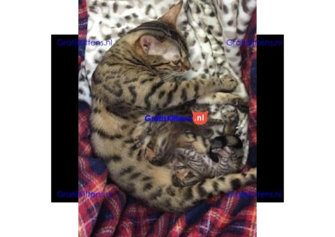 Een prachtig nestje van zeven Bengaalse kittens