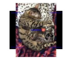 Een prachtig nestje van zeven Bengaalse kittens