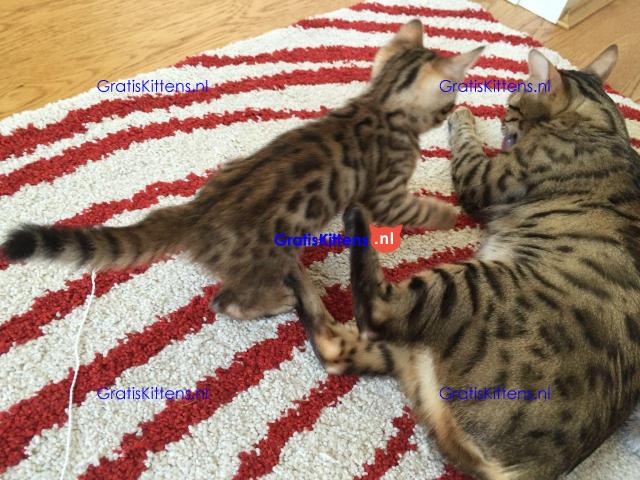 Een prachtig nestje van zeven Bengaalse kittens