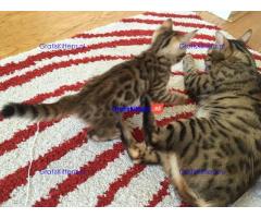 Een prachtig nestje van zeven Bengaalse kittens