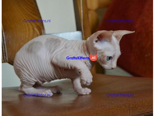 Sphynx katers beschikbaar
