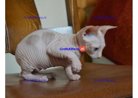 Sphynx katers beschikbaar