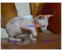 Sphynx katers beschikbaar