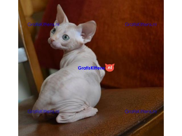 Sphynx katers beschikbaar