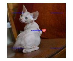 Sphynx katers beschikbaar