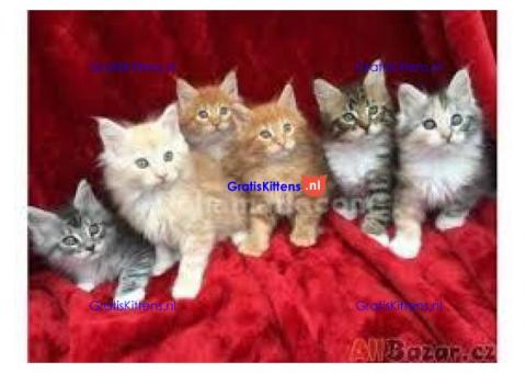 Vriendelijke Maine Coon kittens ter adoptie.