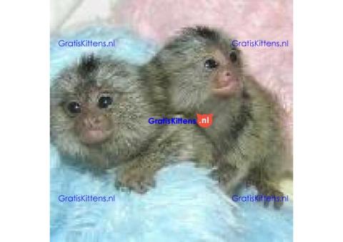Adorable baby monkeys available for sale/adoption