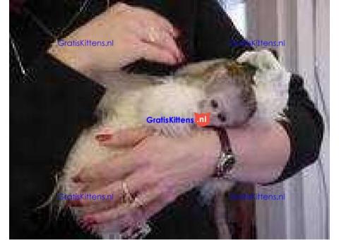 Adorable baby monkeys available for sale/adoption