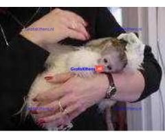 Adorable baby monkeys available for sale/adoption