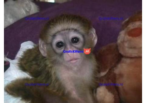 Adorable baby monkeys available for sale/adoption