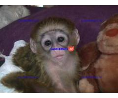 Adorable baby monkeys available for sale/adoption