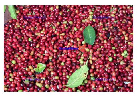 +256790560642 Coffee for Quality Beans Services