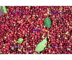 +256790560642 Coffee for Quality Beans Services