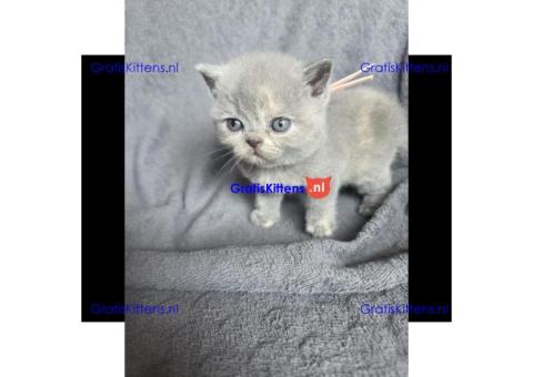 Britse Korthaar/Scottish Fold Blauw en Lilac kitten €  Whatsapp-nummer: +31 6 877 322 95