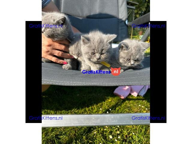 Britse Korthaar/Scottish Fold Blauw en Lilac kitten €  Whatsapp-nummer: +31 6 877 322 95