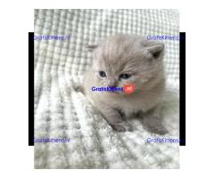 Britse Korthaar/Scottish Fold Blauw en Lilac kitten €  Whatsapp-nummer: +31 6 877 322 95