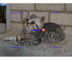 Britse Korthaar/Scottish Fold Blauw en Lilac kitten €  Whatsapp-nummer: +31 6 877 322 95