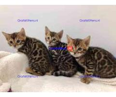 Schattige Bengaalse kittens ter adoptie