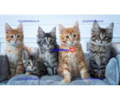 Vriendelijke Maine Coon kittens ter adoptie