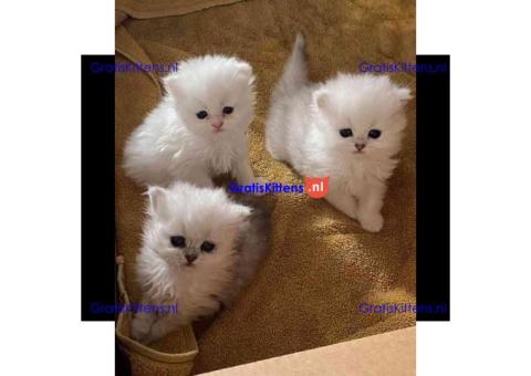 Gesocialiseerde Perzische kittens ter adoptie