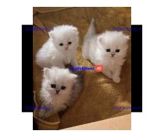 Gesocialiseerde Perzische kittens ter adoptie