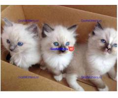 Ragdoll kittens ter adoptie