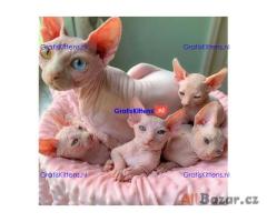 Sphynx kittens ter adoptie.