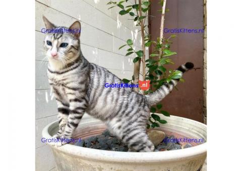 Toyger Cats for Adoption