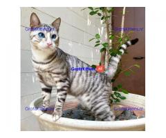 Toyger Cats for Adoption