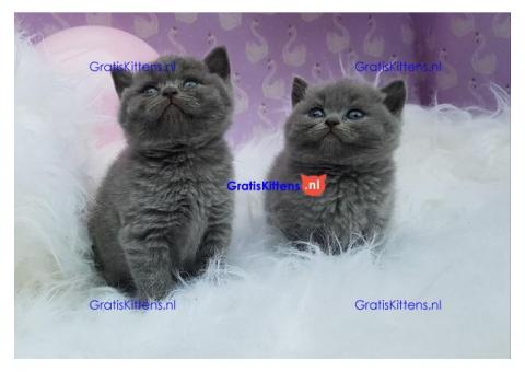 Britse korthaar kittens gratis een nieuw huis